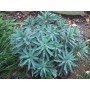 Euphorbia char. 'Blue Wonder'