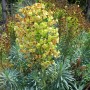 Euphorbia char. 'Blue Wonder'