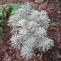 Euphorbia char. 'Burrow Silver'