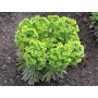 Euphorbia mart. 'Baby Charm'