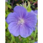 Geranium 'Eureka Blue'