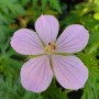 Geranium clarkei 'Kashmir Pink'