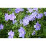 Geranium himal. 'Irisch Blue'