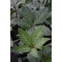 Helleborus nigercors 'Magic Leaves'