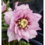 Helleborus or. 'Double Pink Spotted'
