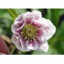 Helleborus or. 'Double White Spotted'