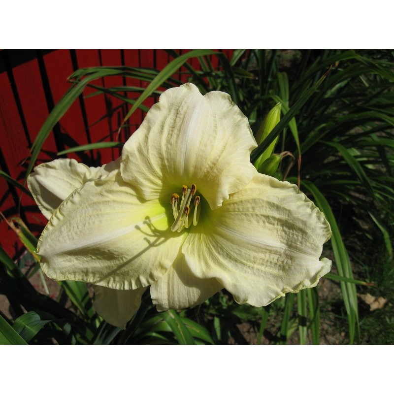 Buy Hemerocallis ‘White Temptation’