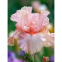 Iris 'Blushing Pink'
