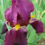 Iris germ. 'Red Orchid'