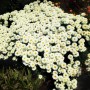 Leucanthemum 'Victorian Secret'