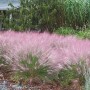 Muhlenbergia capillaris 'Pink Cloud'