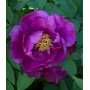 Paeonia suff. Paars