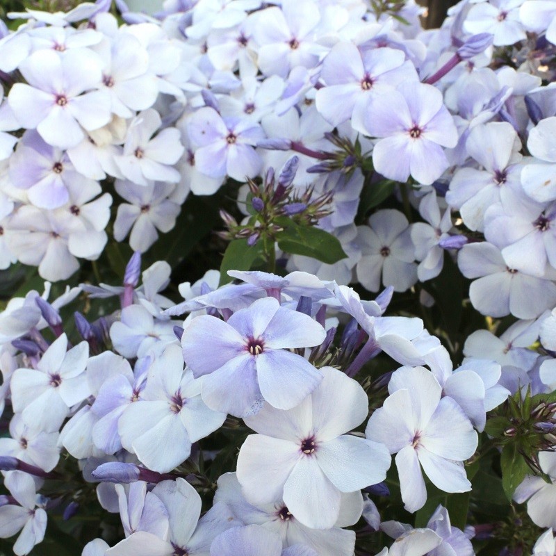 Buy Phlox 'Flame Marine'