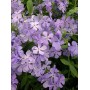 Phlox divar. 'Blue Moon'