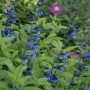 Salvia guar. 'Black And Blue'