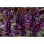 Salvia guar. 'Purple & Bloom'