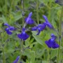 Salvia micr. 'Blue Monrovia'