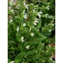 Salvia off. 'Albiflora'