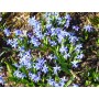 Scilla siberica 'Spring Beauty'