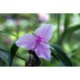 Tradescantia 'Perinne's Pink'