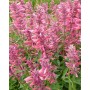 Agastache mexicana 'Red Fortune'