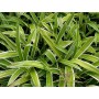 Carex sid. 'Variegata'