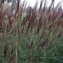Miscanthus sin. 'China'