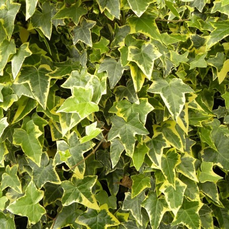 Buy Hedera helix 'Goldchild'