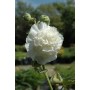 Alcea rosea 'Chater's Double White'