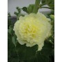 Alcea rosea 'Chater's Double Yellow'