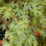 Acer palm. 'Butterfly'