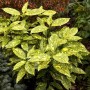 Aucuba jap. 'Crotonifolia'