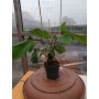 Philodendron squaliferum