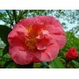 Camellia japonica (red)