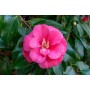 Camellia japonica (pink)