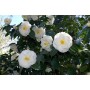 Camellia japonica (white)