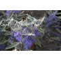 Caryopteris cland. 'Sterling Silver'