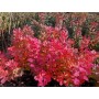 Cotinus cogg. 'Old Fashioned'
