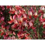 Cytisus 'Roter Favorit'