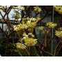 Edgeworthia chrys. 'Grandiflora'