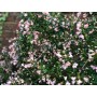 Escallonia hybr. 'Apple Blossom'