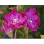 Hibiscus syr. 'Purple Ruffles'