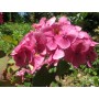 Hydrangea macr. 'Endless Summer Bloomstar Pink'