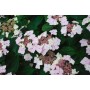 Hydrangea macr. 'Mariesii Grandiflora'