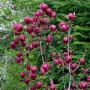 Magnolia hybr. 'Genie'