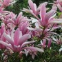 Magnolia hybr. 'George Henry Kern'
