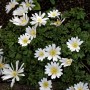 Anemona blanda 'White Splendour'