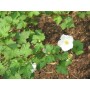 Rubus hybr. 'Benenden'