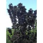 Sambucus nigra 'Black Tower'