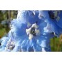 Delphinium 'M.F. Sky Blue - White Bee'